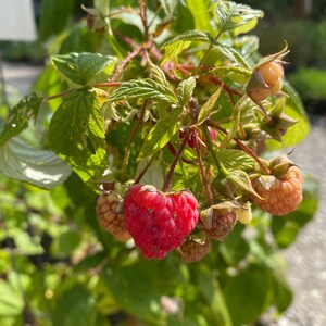 May include: Close-up of a raspberry plant with green leaves and several ripe raspberries. The raspberries vary in color from bright red to a pale orange, showcasing the stages of ripeness. The image highlights the natural beauty of the fruit.