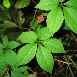May include: Close-up of a green leafy plant with five leaves radiating from a central point. The leaves have a smooth, glossy texture and are arranged in a starburst pattern.