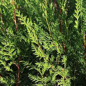 May include: Close-up of vibrant green arborvitae foliage. The image showcases the dense, textured leaves and reddish-brown stems of the evergreen plant. The bright green color suggests healthy growth and a lush appearance.