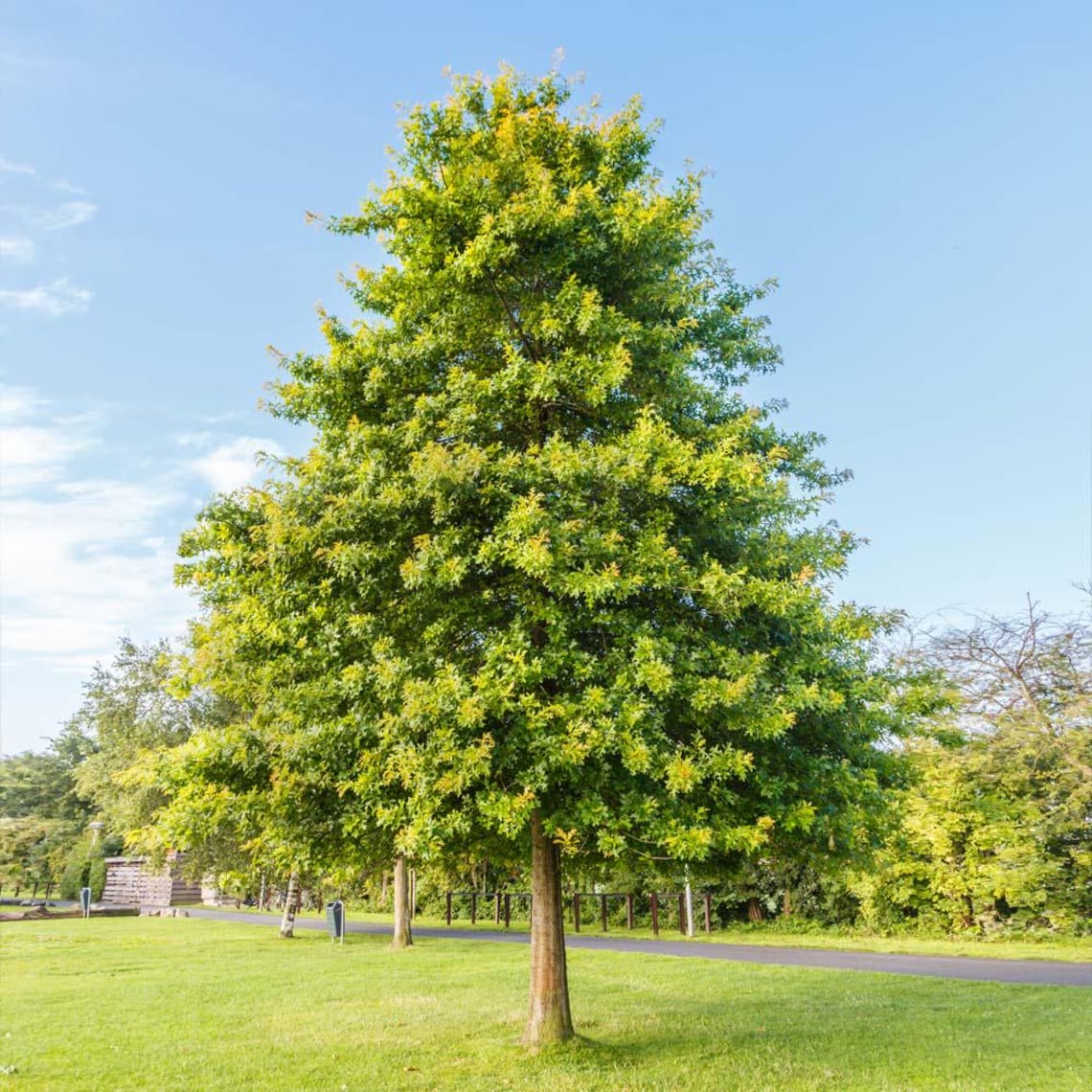 May include: A tall, mature tree with vibrant green foliage, set against a clear blue sky. The tree's trunk is a light brown, and it stands in a grassy area with a paved path in the background. The scene evokes a sense of tranquility.