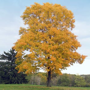 May include: A large tree with vibrant yellow and orange leaves, set against a light blue sky. The tree's trunk is dark brown, and it stands in a grassy field with other trees in the background, suggesting an autumn scene.