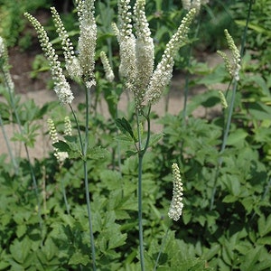 20 Black Cohosh Plants Actaea Racemosa Bare Root Wildflower Native  Transplant