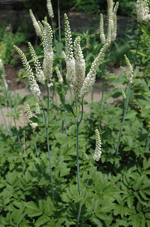 Actaea Racemora Actaea Racemosa Leaves