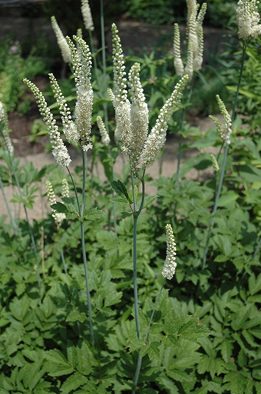 10 Black Cohosh Plants Actaea Racemosa Bare Root Wildflower Native Shade Garden