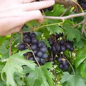 5 Muscadine Grape Plant Southern Home Vitis Spa Black Grape Starter Plant Fruit Edible Cold Hardy Perennial