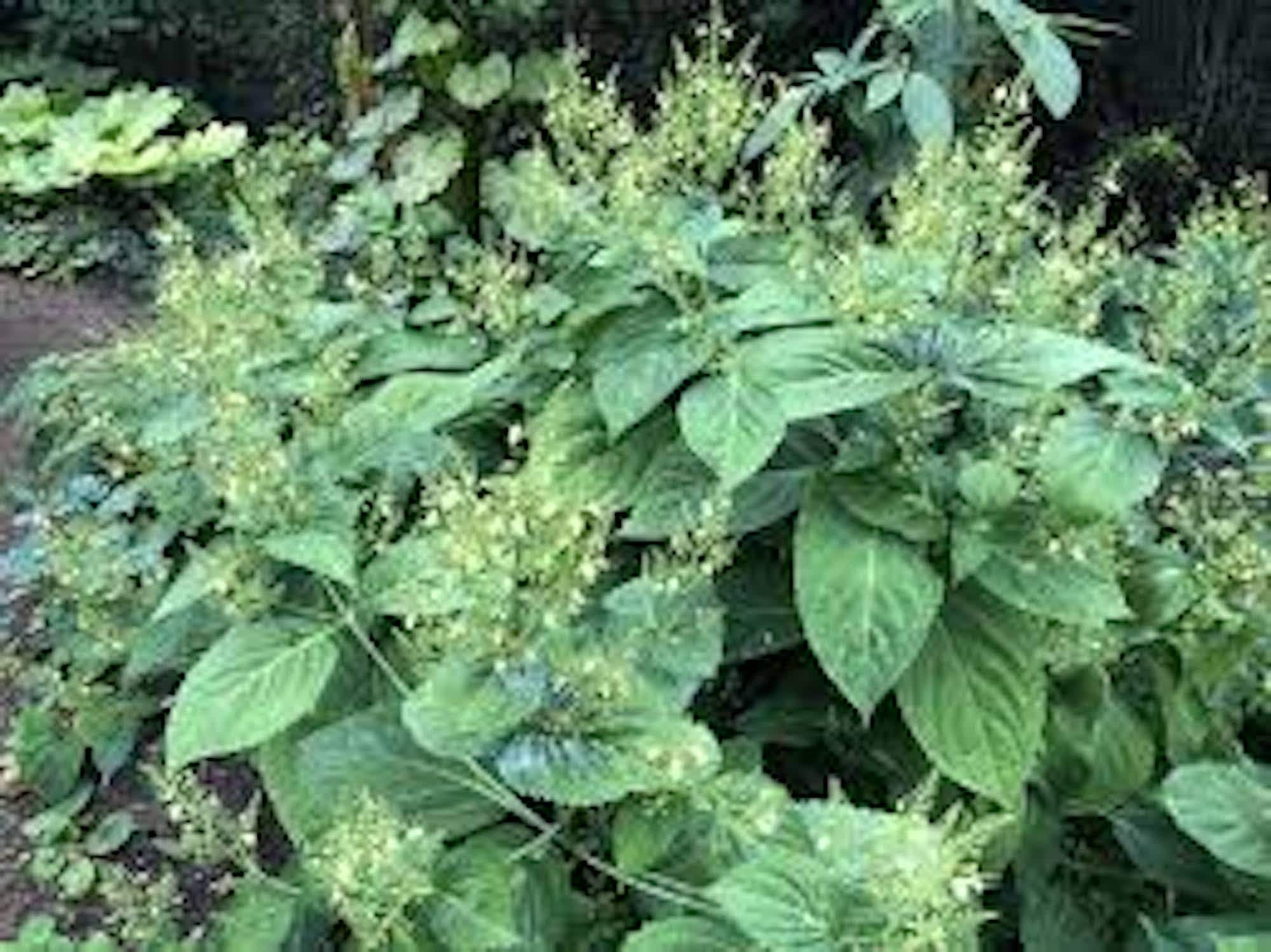 20 Stone Roots Plants Collinsonia canadensis Bare Root Organic Perennial Wildflower Native