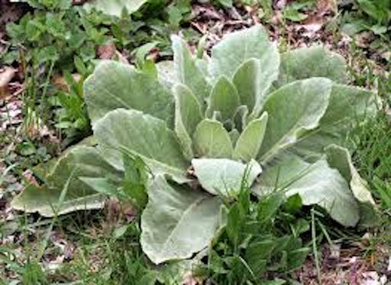 CaneCreekMeadows Mullein Plant - Thumbnail 2