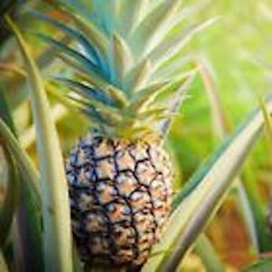 May include: A ripe pineapple, with a textured, segmented exterior, is surrounded by long, green leaves. The pineapple's crown features spiky, blue-green leaves. The background is a soft, blurred green, suggesting a tropical setting.