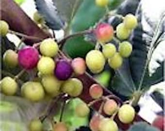 May include: Close-up of a cluster of small, round fruits. Some are green, some are purple, and some are a pale pink. The fruits are growing on a branch with green leaves.