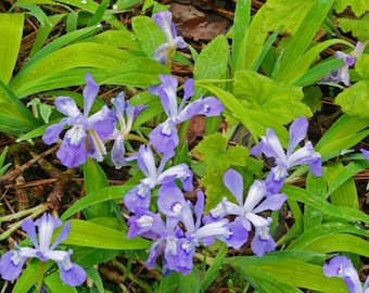 3 Dwarf Crested Iris Plants Bare Roots Iris Cristata organic transplant