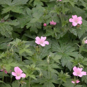 10 Wild Geraniums Plants Cranesbill Geranium Maculatum Organic Bare Root Stock Transplant