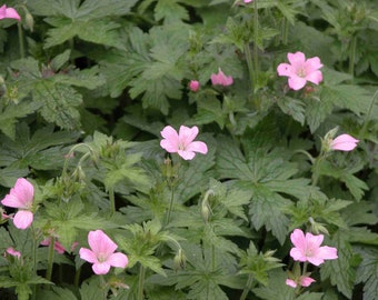 15 Wild Geraniums Plants Cranesbill Geranium Maculatum Organic Bare Root Stock Transplant