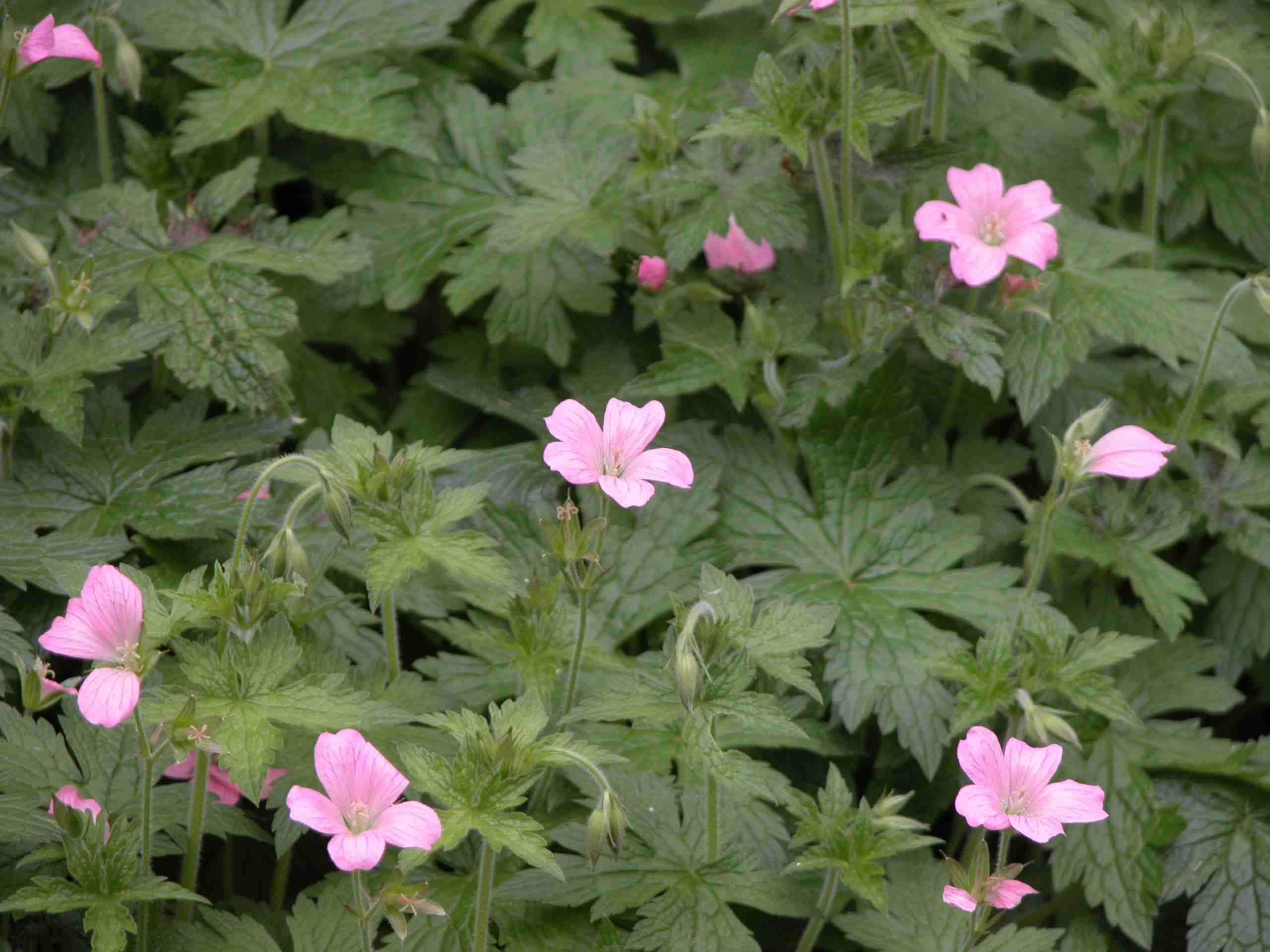 5 Wild Geraniums Plants Cranesbill Geranium Maculatum Organic Bare Root Stock Transplant