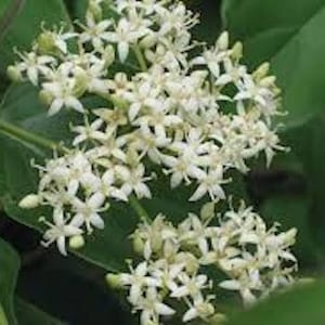 May include: Close-up of a cluster of small, white flowers with five petals each. The flowers are in full bloom, with a backdrop of green leaves. The image highlights the delicate details of the blossoms.