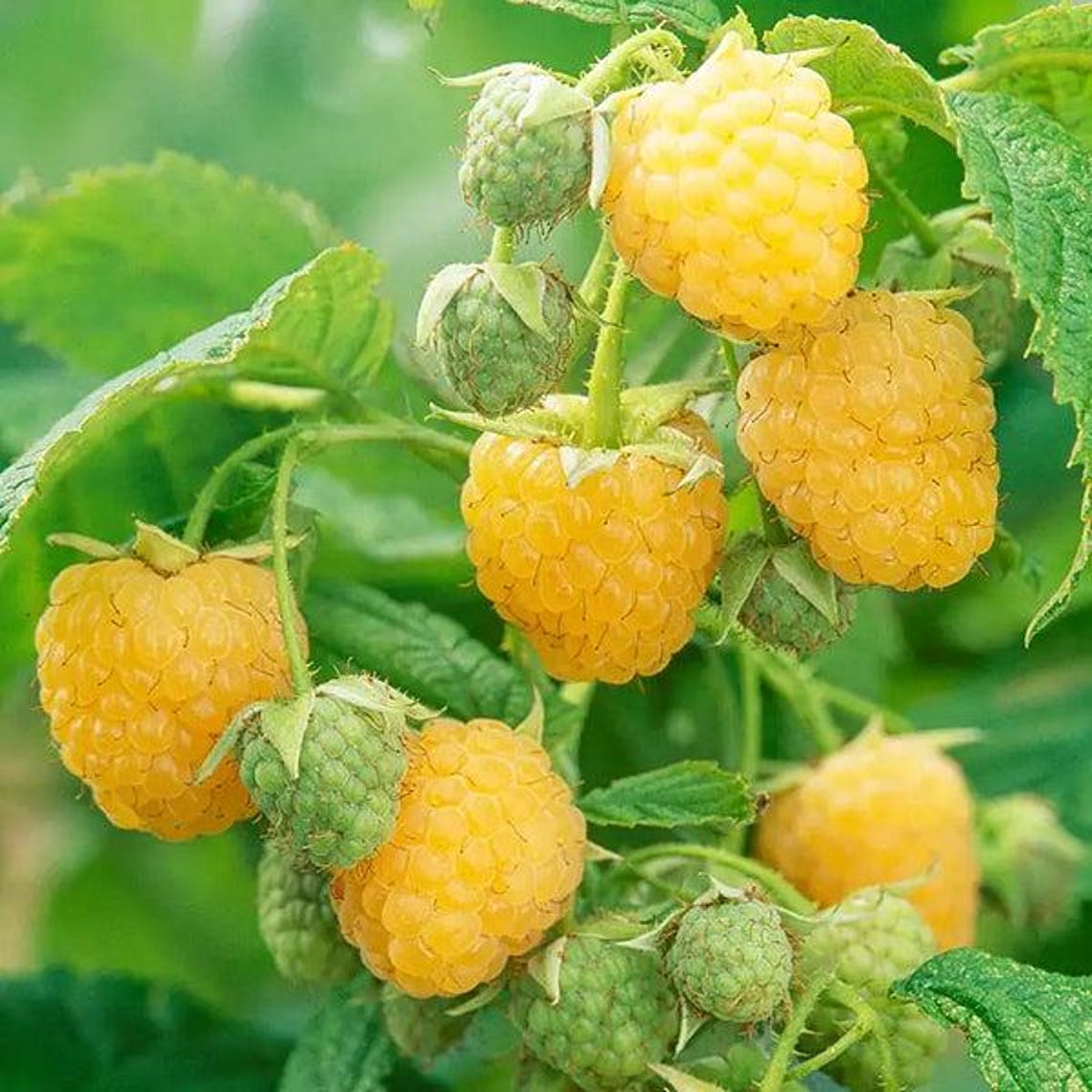 Golden Anne Raspberry 3 Golden Anne Raspberry Starter Plug - Rubus Idaeus - Etsy