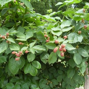 Puede incluir: Primer plano de un arbusto de zarzamoras con hojas verdes y racimos de bayas rosadas rojizas sin madurar. El arbusto es exuberante y lleno, en un entorno natural.