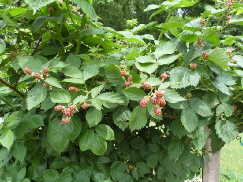 Puede incluir: Primer plano de un arbusto de zarzamoras con hojas verdes y racimos de bayas rosadas rojizas sin madurar. El arbusto es exuberante y lleno, en un entorno natural.