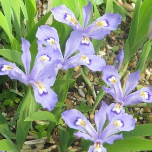 May include: A close-up of a cluster of light blue irises with white and yellow markings. The flowers are in bloom and have delicate petals. The irises are growing in a garden setting with green foliage.