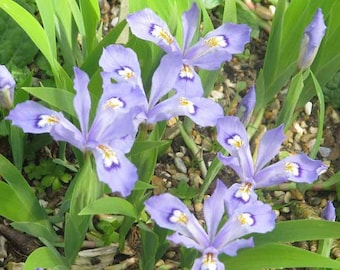 20 Dwarf Crested Iris Plants Iris Cristata Bare Root Wildflower Native
