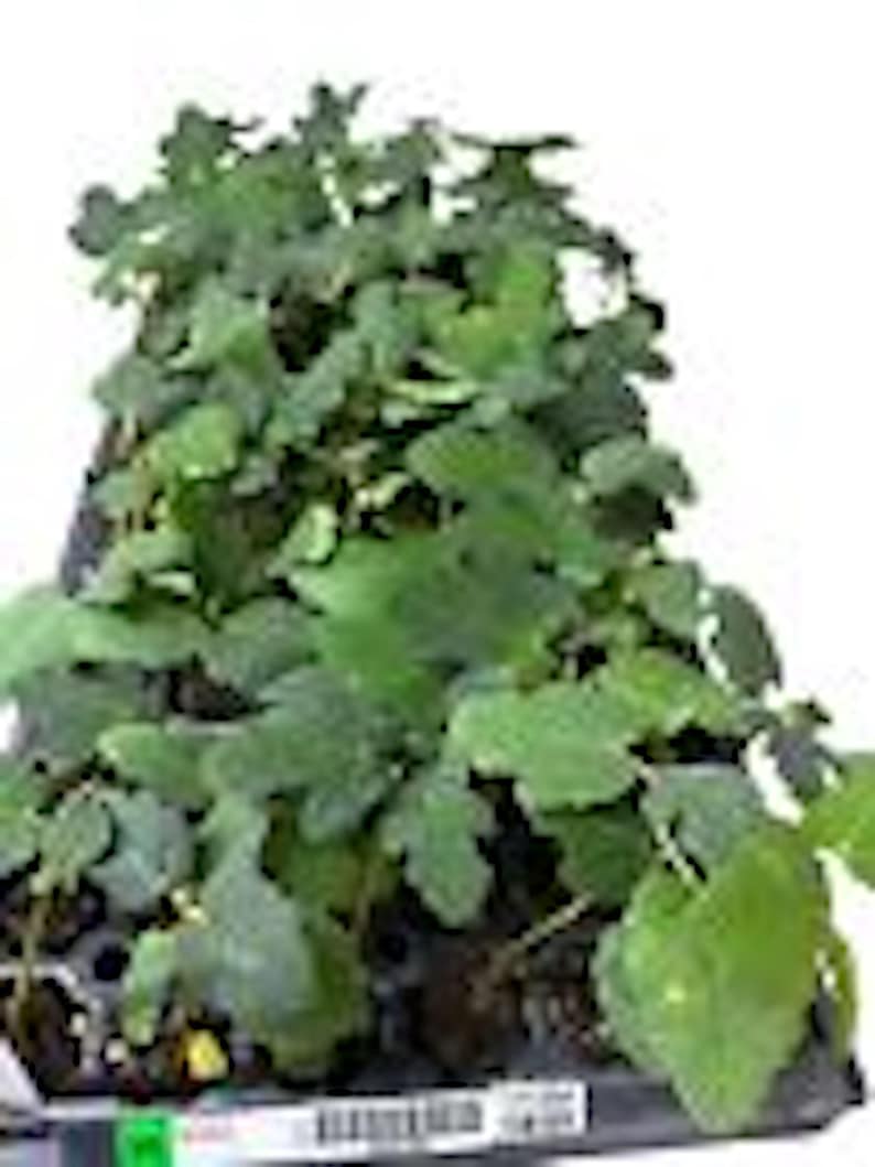 May include: A close-up of a green plant with many leaves in a black plastic tray. The plant is growing in a dark brown soil.