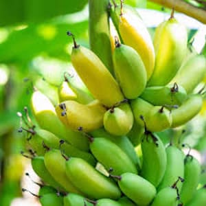 May include: A bunch of green and yellow bananas hanging from a tree. The bananas are ripe and ready to eat.