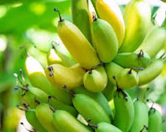 1 Grand Nain Banana Tree Starter Plant, Musa Gran Nain