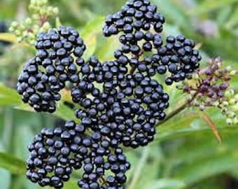 3 American Elderberry Plant  6-12" in (Quart Pot) Sambucus canadensis Organic Black Live Plant