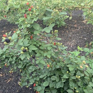 Puede incluir: Primer plano de un arbusto de moras con hojas verdes y bayas en varias etapas de desarrollo. Algunas bayas son verdes, otras rojas y otras maduras y negras. El arbusto est&aacute; en un jard&iacute;n.