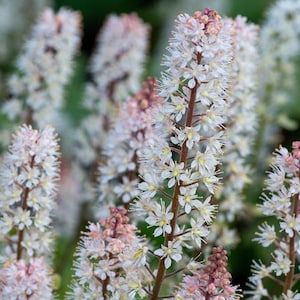 May include: Close-up of white and pink flowers with a blurred green background. The flowers have small, delicate petals and are clustered together on tall, brown stems. The overall effect is soft and natural.