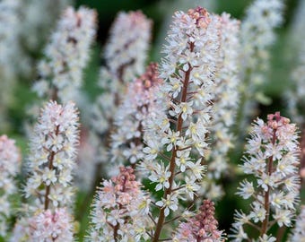10  Foam Flower Bare Root Tiarella cordifolia