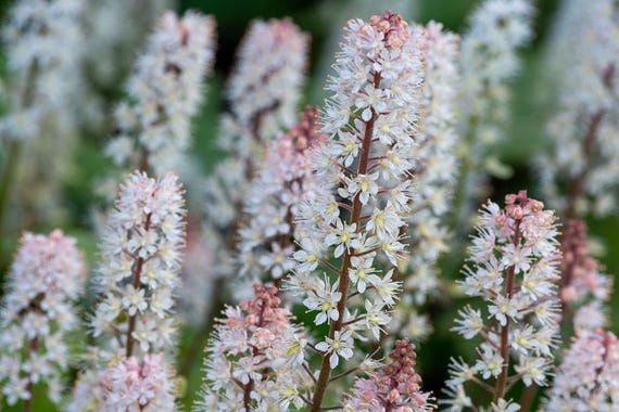 10  Foam Flower Bare Root Tiarella cordifolia