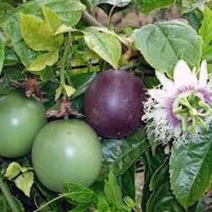 May include: Image of passion fruit on a vine. Two green passion fruits and one purple passion fruit are visible, along with a white and purple passion flower. The leaves are green.