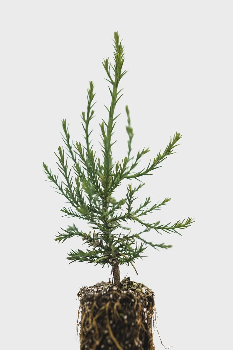 3 Giant Sequoia 6-12