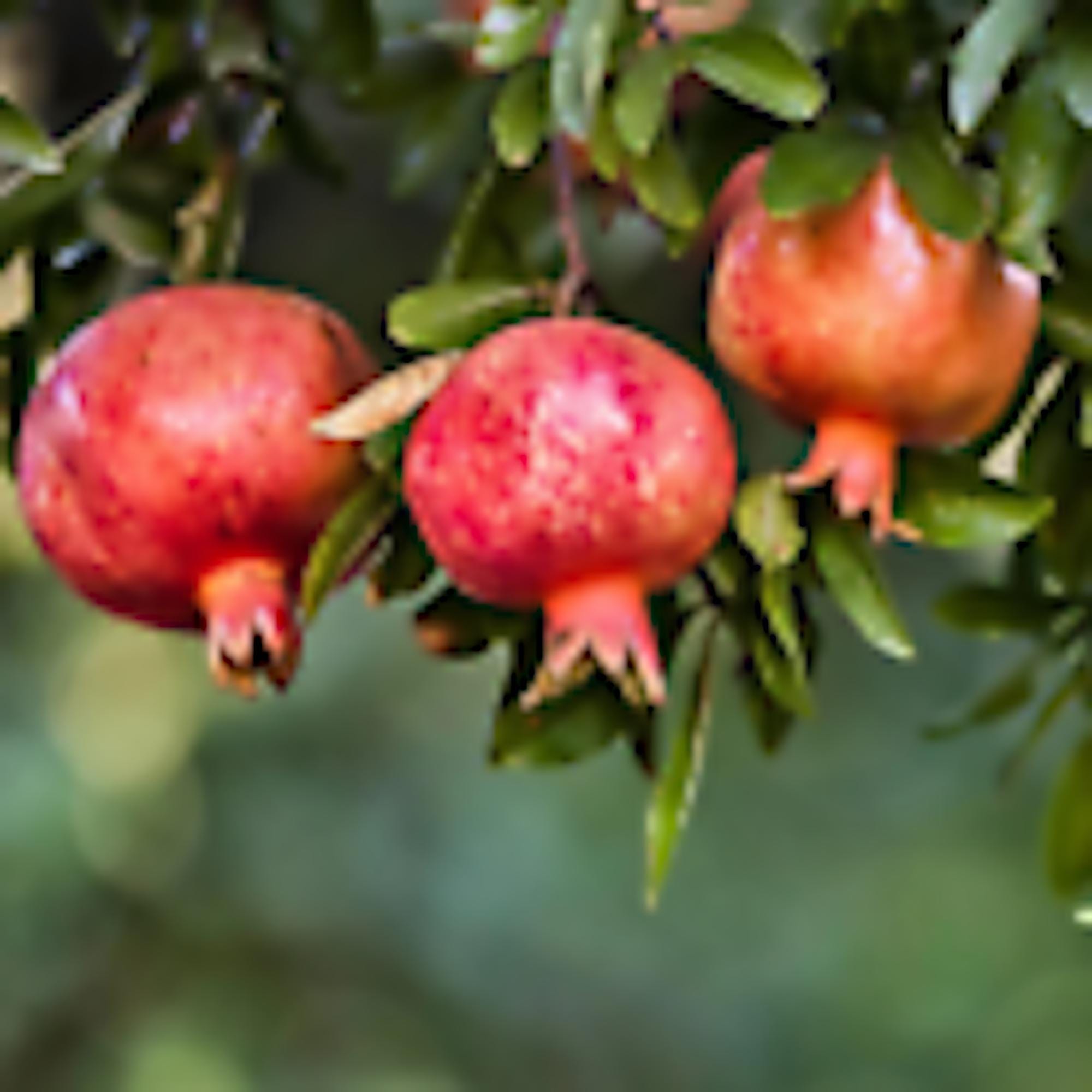 1 Pomegranate wonderful punica granatum Fruit Tree Edible Starter Plant Perennial