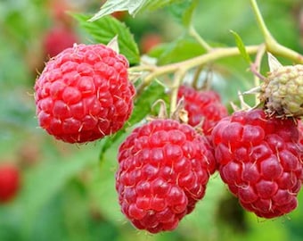 May include: Close-up of ripe red raspberries on a green branch. The berries are clustered together, showing a textured surface. The background is blurred, with hints of green leaves and other berries.