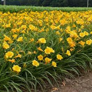 10 Stella De Oro Daylily Hemerocallis Golden Yellow Daylily Perennial Cold Hardy Bare Root