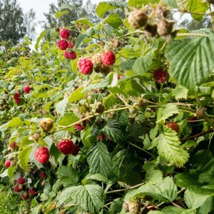 May include: A vibrant image of a raspberry patch, showcasing rows of green bushes laden with ripe, red raspberries. The scene is set outdoors with a grassy path and trees in the background, suggesting a farm or garden setting.