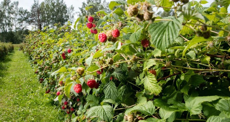 May include: A vibrant image of a raspberry patch, showcasing rows of green bushes laden with ripe, red raspberries. The scene is set outdoors with a grassy path and trees in the background, suggesting a farm or garden setting.