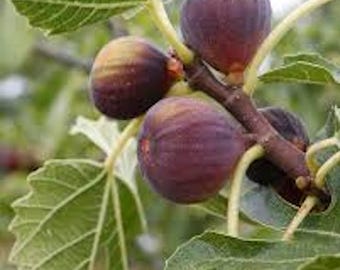 May include: Close-up of a fig tree branch with several ripe figs. The figs are a deep purple color with a hint of green and yellow. The leaves are large, green, and textured. The image is well-lit and shows the details of the fruit and leaves.