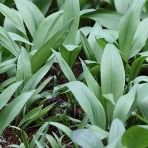 20 Wild Ramps Bulbs Only Bare Roots Wild Leeks Allium tricoccum image 5