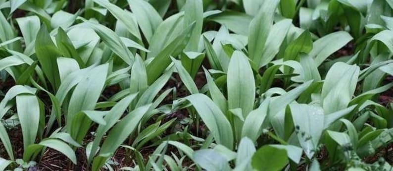 20 Wild Ramps Bulbs Only Bare Roots Wild Leeks Allium tricoccum image 5