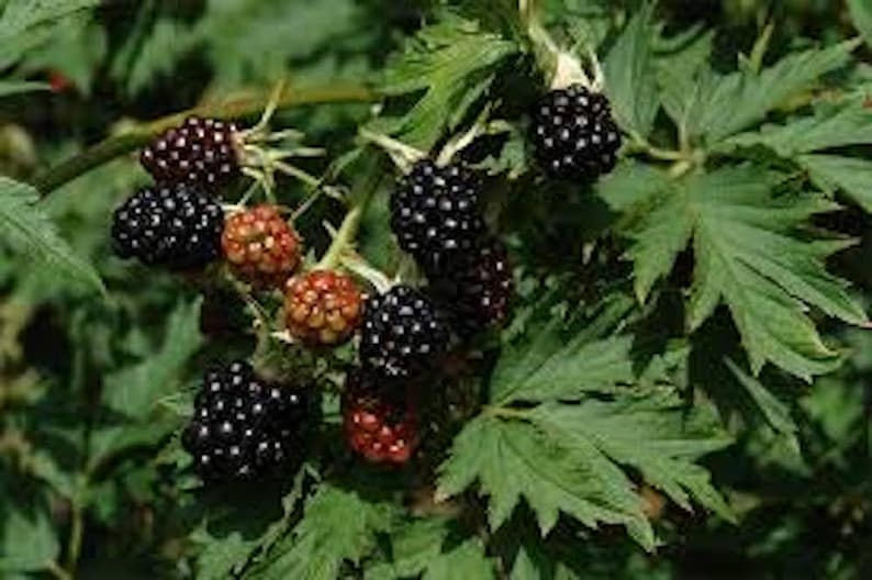 May include: Close-up of a blackberry bush with green leaves and clusters of ripe, black berries. Some berries are still in the process of ripening, showing a red and orange color. The image highlights the natural beauty of the fruit.