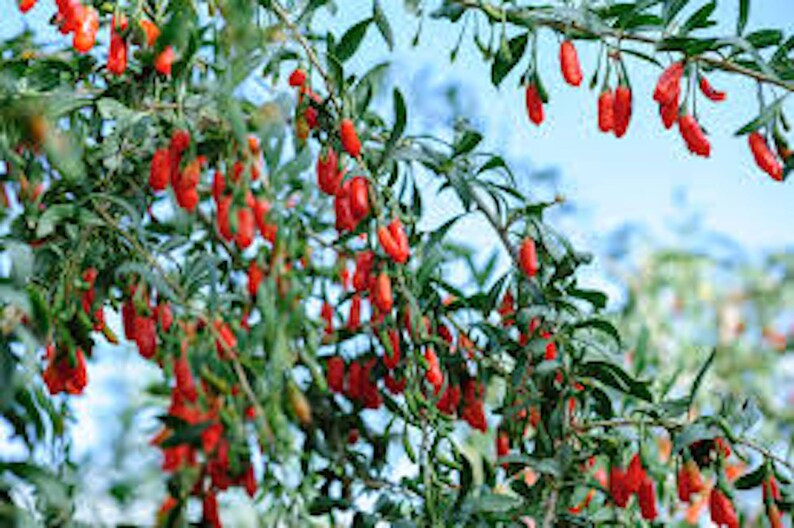 1 Goji Berry Plant Lycium Barbarum Fruit Starter Plant - Etsy
