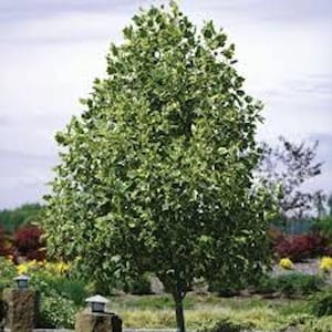 May include: A mature tree with a full canopy of green leaves. The tree has a single trunk and is surrounded by a garden with various plants and flowers. The sky is overcast.