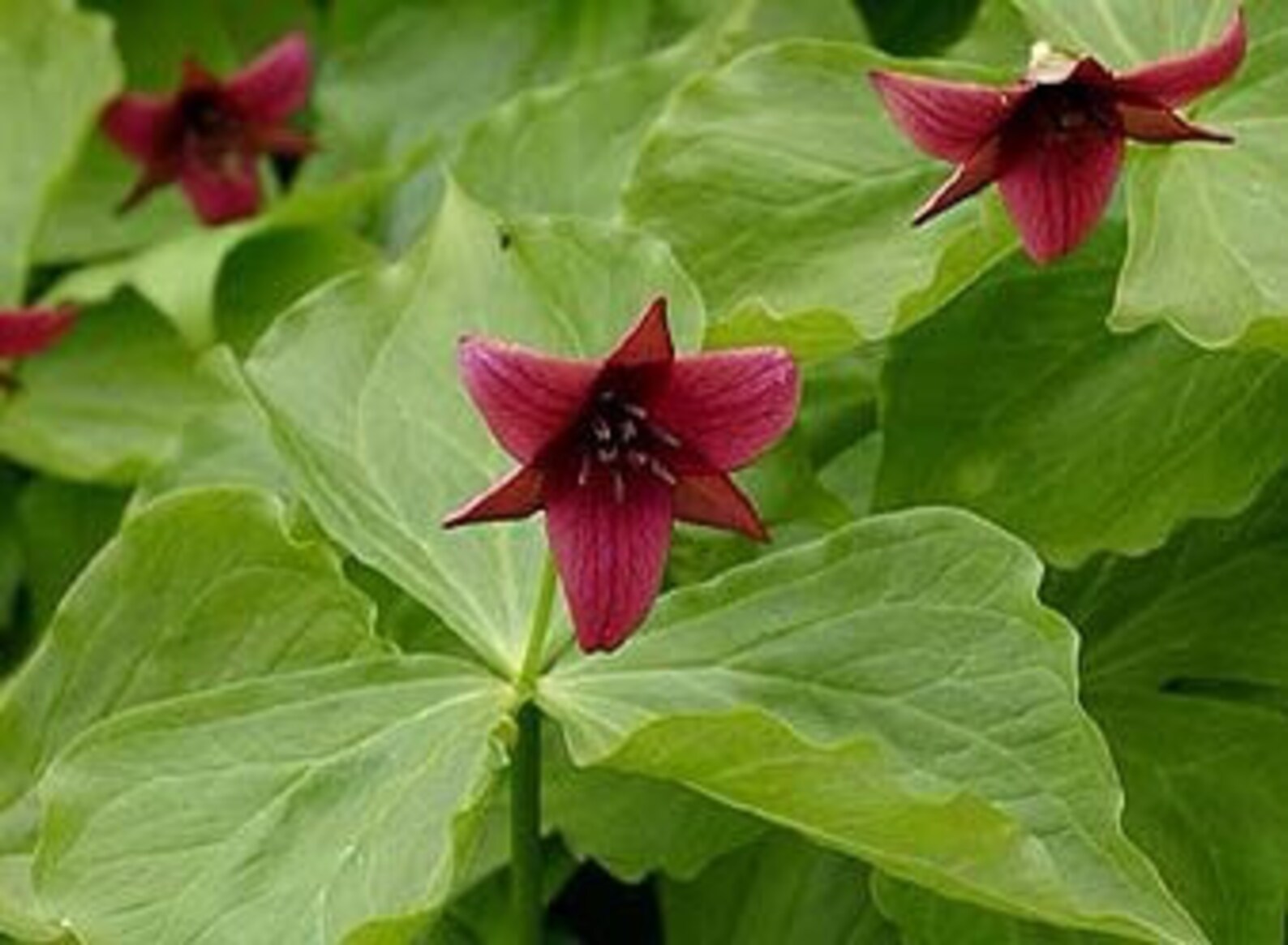 10 Red Trillium Plants Bare Root Trillium Erectum Organic Etsy