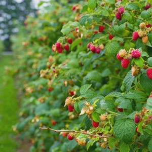 May include: A close-up of a raspberry bush laden with ripe, red raspberries. The berries are clustered among green leaves and branches. Some berries are still ripening, showing a mix of red and yellow hues. The background is blurred, suggesting a garden setting.