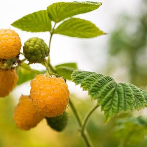 May include: Close-up of a raspberry plant with ripe, golden-yellow berries and green, textured leaves. Some berries are still green. The background is blurred, suggesting a natural outdoor setting.
