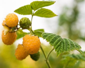 5 Golden Anne Raspberry Starter Plug - Rubus idaeus