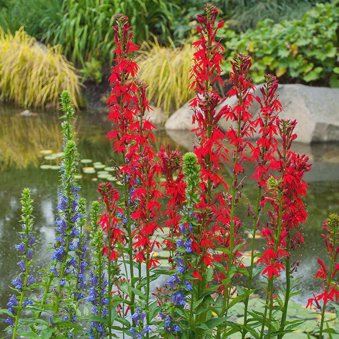 3 Cardinal Flower Lobelia Cardinalis Bare Root - Etsy