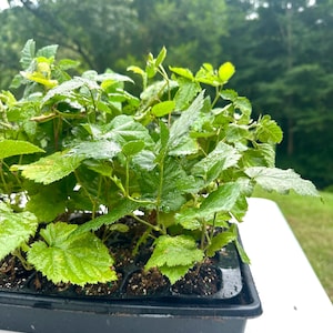 May include: A tray of young green plants with vibrant, wet leaves. The plants are in a black plastic container, likely for starting seedlings. The background shows a blurred green forest, suggesting an outdoor setting.